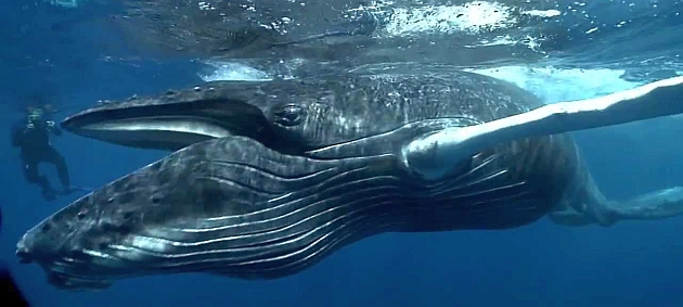 Bazı deniz canlıları hakkında ilginç bilgiler