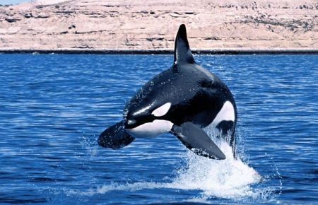 Balinalar İçin Sessizlik