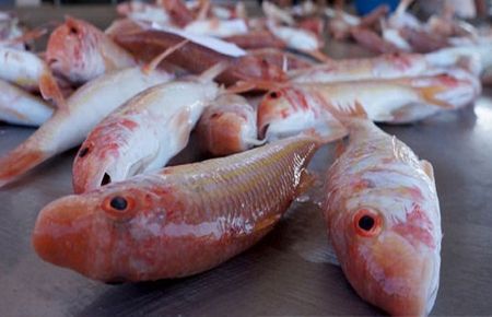 Barbun'un Fiyatı Altınla Yarışıyor 