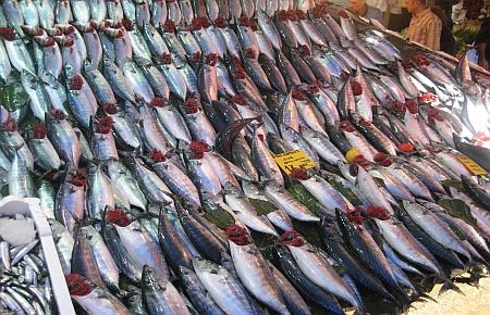 Bir Gecede 10 Bin Palamut!