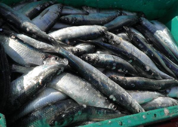 Brexit'le Birlikte İngiltere "Ringa Balıklarını" Geri Alacak