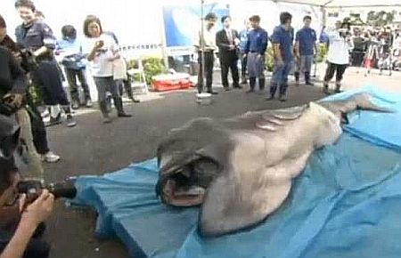 Bu canavar Japonya'da yakalandı 