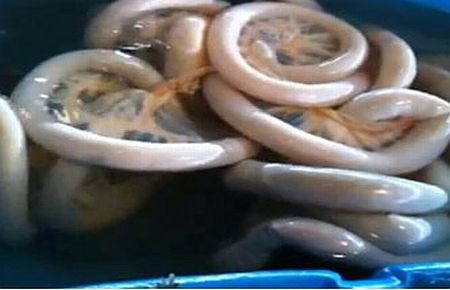 Bu Canlı Yeni Bir Tür mü?