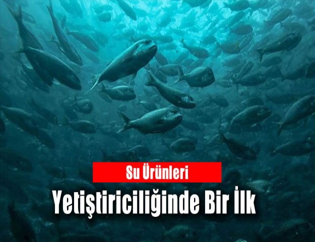 Su Ürünleri Yetiştiriciliğinde Bir İlk