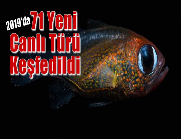 2019'da 71 Yeni Canlı Türü Keşfedildi