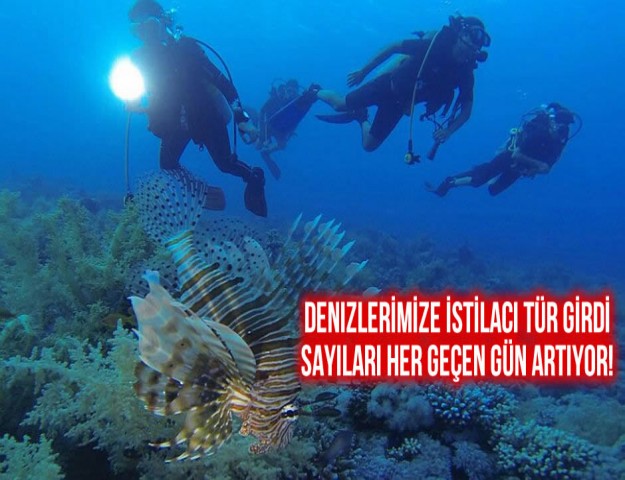 Denizlerimizi İstilacı Tür Girdi, Sayıları Her Geçen Gün Artıyor!
