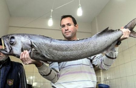 Çanakkale'de Yırtıcı Balık Yakalandı