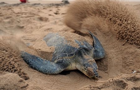 Caretta'lar yumurtlamaya başladı