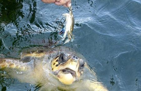 Carettalara 'minnoş' muamelesi yasaklandı