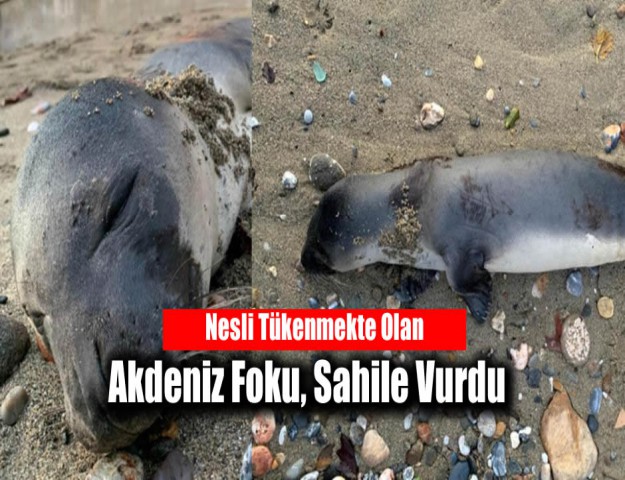 Nesli Tükenmekte Olan Akdeniz Foku, Sahile Vurdu