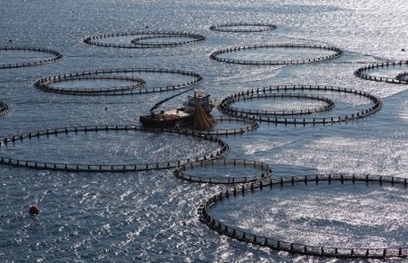 Çiftlikler Açık Denize Taşındı, Levrek Dünya Lideri Oldu