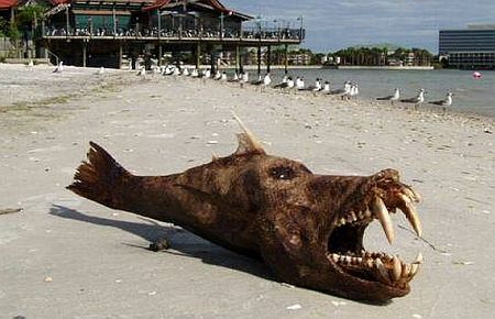 Deniz Canavarı mı, Değil mi?