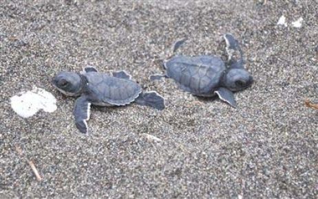 Deniz Kaplumbağaları Yumurtadan Çıktı