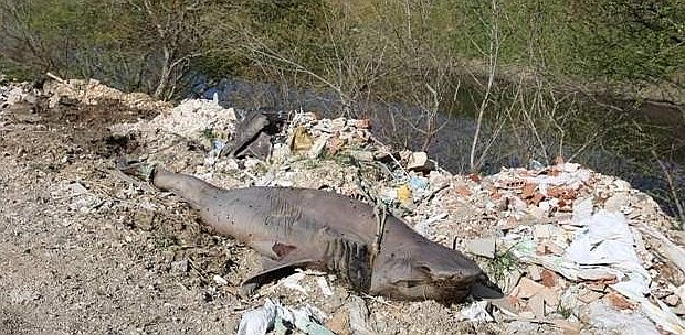 Dere kenarında köpek balığı