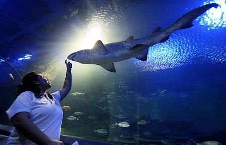 Dev akvaryum açıldı. Halk hücum etti