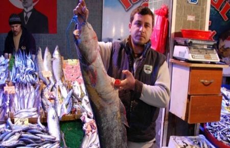 Dev 'yayın balığı' yakalandı