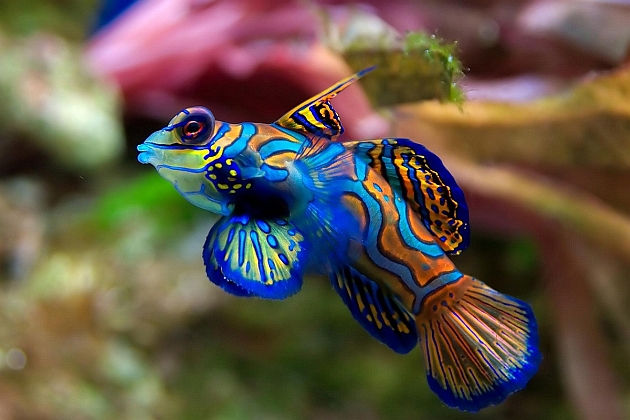 Karadeniz'de balık türleri azalıyor