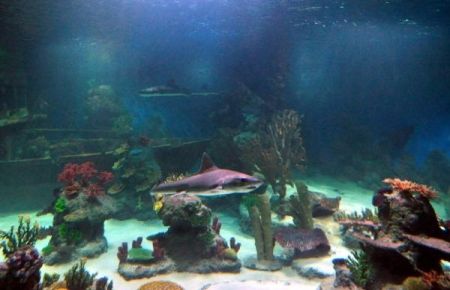 Eskişehir akvaryumuna destek