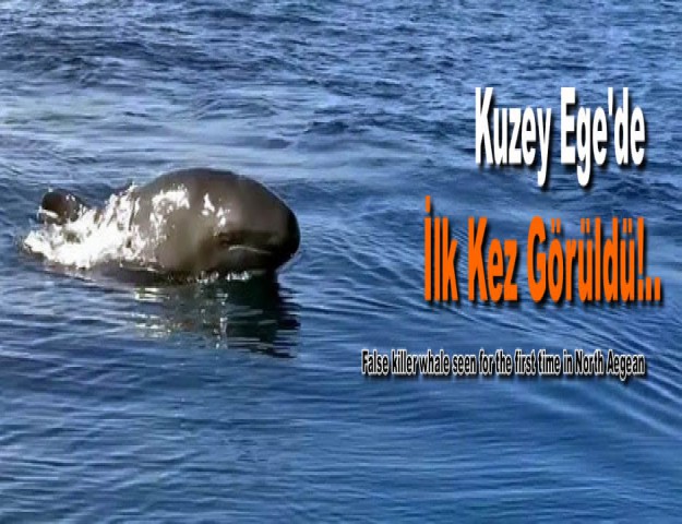 Kuzey Ege'de İlk Kez Görüldü!..