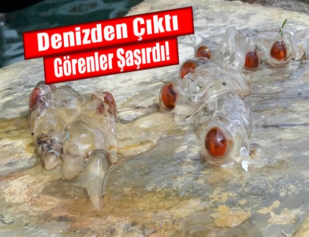 Denizden Çıktı... Görenler Şaşırdı!