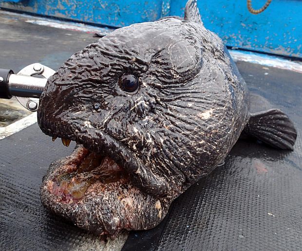 Fukuşimanın izlerini taşıyan balık