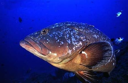 Gökova'da Orfoz Sayısı Arttı