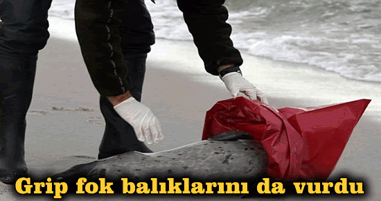 fok'lar gripten öldüler