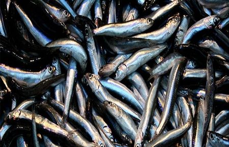 Hamsi fiyatları düştü!