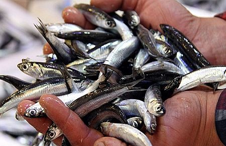 Hamsi karadeniz'de yüz güldürüyor