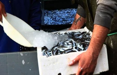  Hamsi yağıyor, bedava dağıttılar