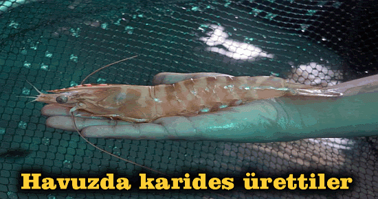 Havuzda karides ürettiler