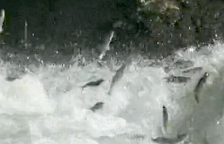 İnci Kefalı Göçü dünya Tv'lerinde