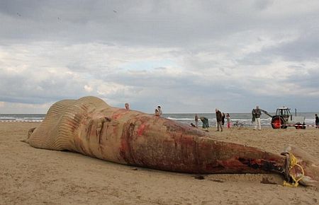 İskeleti müzeye gidecek