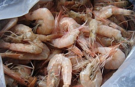 İzmir'de karides operasyonu