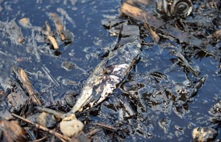İzmir'de Ölü Balıklar Kıyıya Vurdu