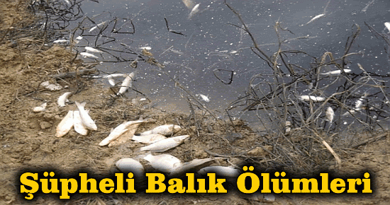 Kalburt deresinde şüpheli balık ölümleri