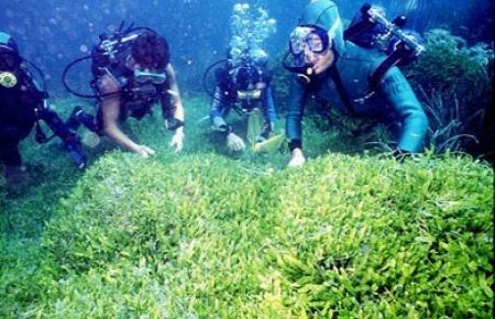 Kanserin de ?katili? bulundu!