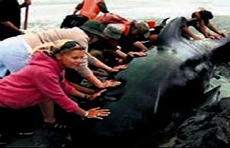 Karaya vuran 22 balina öldü