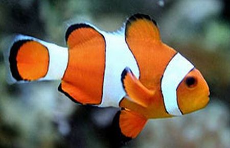 Kayıp Balık Nemo"nun nesli tehlikede