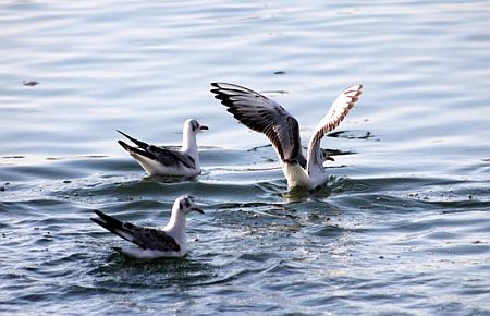 Kış ortasında görsel şölen