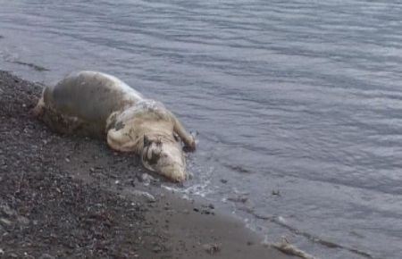 Kıyıya ''hayvan ölüsü'' vurdu!
