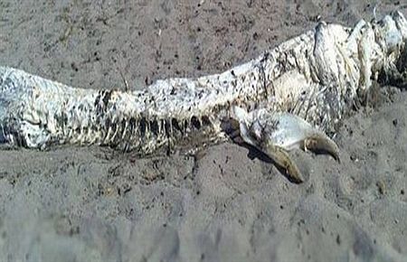 Kıyıya vuran garip yaratık korkuttu