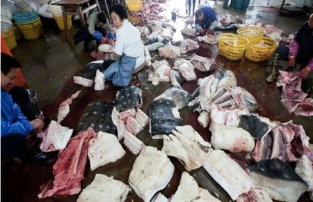  Köpekbalığı mezbahası