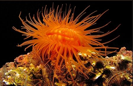 Körfezin kirli sularında!