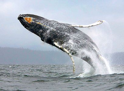 Dev balina o kadar yakında sıçradı ki !