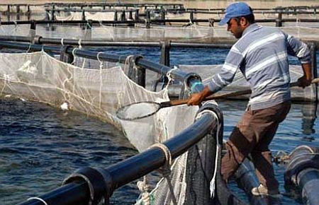 Kültür balığı ihracatı artıyor