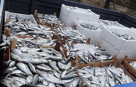 Kumkapı Balık Haline Gece Denetlemesi