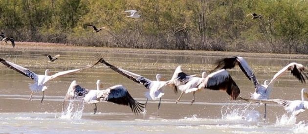 Kuş Cenneti "Olumsuz Etkilenir" Korkusu