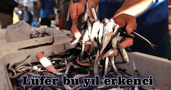 Lüfer bu yıl erkenci