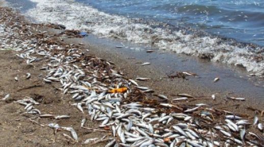 Manyas Gölü korkutuyor